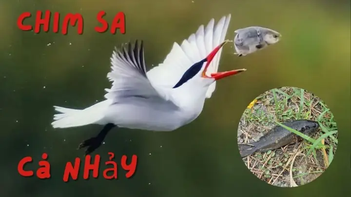 Nghe Ông Bà Ta Nhắc: 'chim Sa Tận Nơi Không Bắt, Cá Nhảy Tận Bờ ...