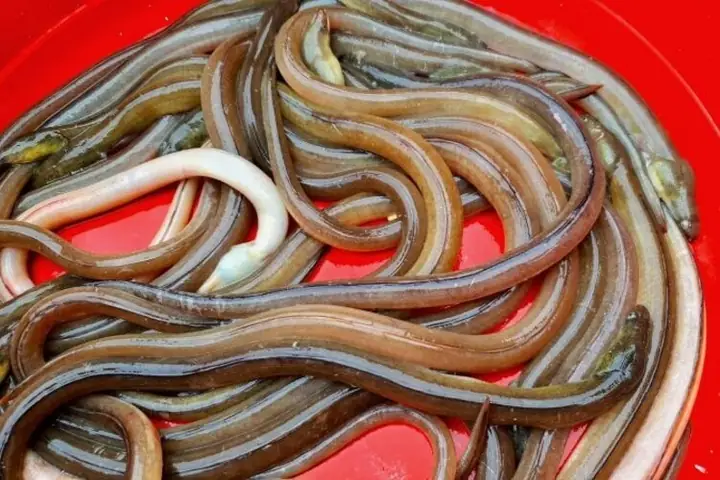 Cá Nhệch Là Gì? Nguồn Gốc, Giá Bán Và Cách Chế Biến