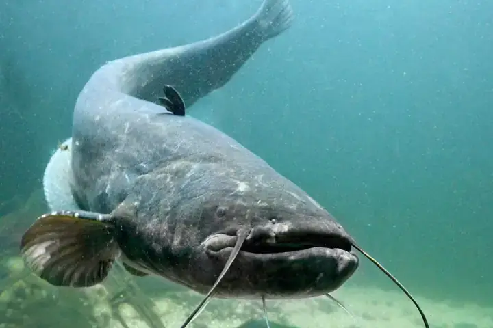 Vai Trò Kinh Tế Và Tác Động Sinh Thái