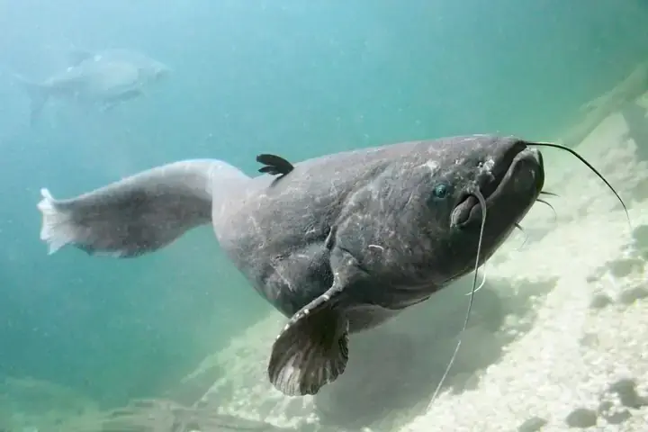 Vũ Khí Săn Mồi: Cặp Râu Siêu Nhạy