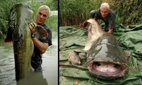 Vũ Khí Săn Mồi: Cặp Râu Siêu Nhạy