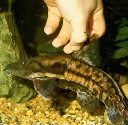 Cá Nheo Nuôi Cảnh: Hướng Dẫn Chi Tiết Từ Chuyên Gia