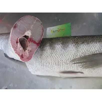 Cá Nhồng To - Cleverfood Nhập Cá Nhồng Chất Lượng Nhất Hà Nội ...