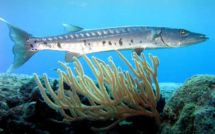 Cá Nhồng Nước Ngọt: Sự Thật, Đặc Điểm Và Phân Biệt - Aquatech