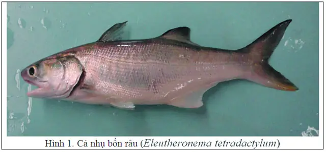 Thử Nghiệm Nuôi Thương Phẩm Cá Nhụ Bốn Râu (eleutheronema Tetradactylum) Trong Ao Nước Biển