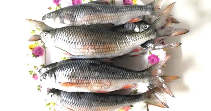 Cá Niên An Lão Cá Niên An Lão