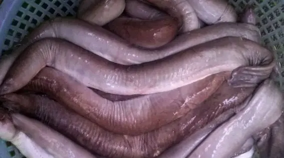 Tổng Hợp Hình Ảnh Cá Ninja