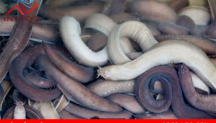 Tổng Hợp Hình Ảnh Cá Ninja