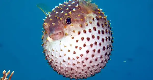 Hóa Ra Chúng Ta Đang Có Hiểu Lầm Rất Lớn Về Cách Loài Cá Nóc Phình ...