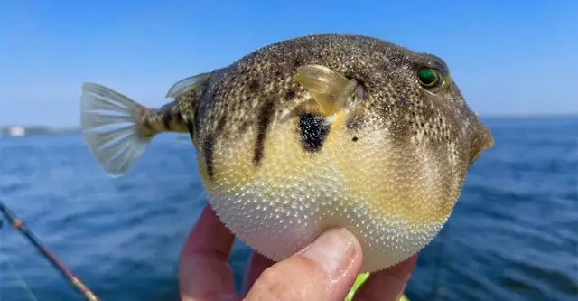 Cá Nóc Phồng Người Lên Như Thế Nào Và Tại Sao Chúng Lại Làm Vậy ...