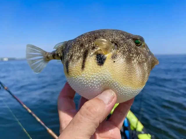 Nhiều Trường Hợp Nguy Kịch, Tử Vong Do Ăncá Nóc