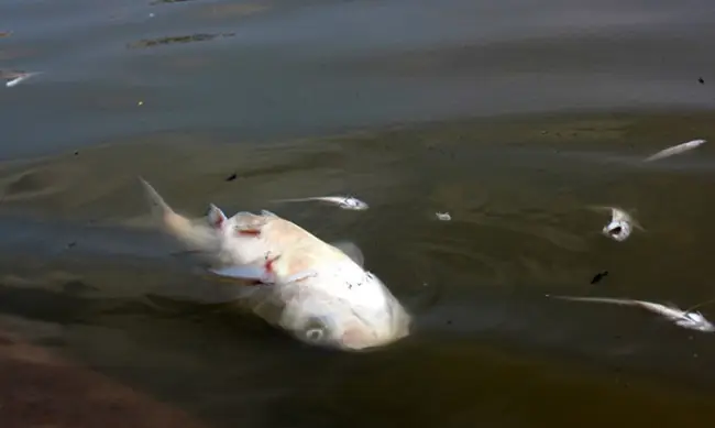 Cá Nổi Trên Mặt Nước: Nguyên Nhân & Cách Xử Lý Chi Tiết Cho Người Nuôi Cá