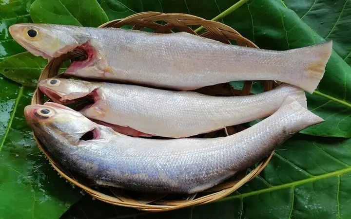 Cá Nụ Là Cá Gì? Tổng Quan Về Đặc Điểm, Môi Trường Sống, Giá Trị Dinh Dưỡng Và Cách Chế Biến