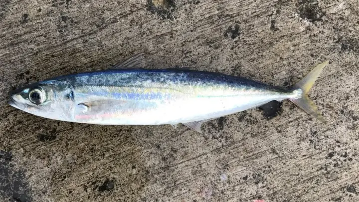 Cá Nục Sống Ở Nước Mặn Hay Ngọt? Phân Biệt Loài Cá Phổ Biến Trong Mâm Cơm Người Việt