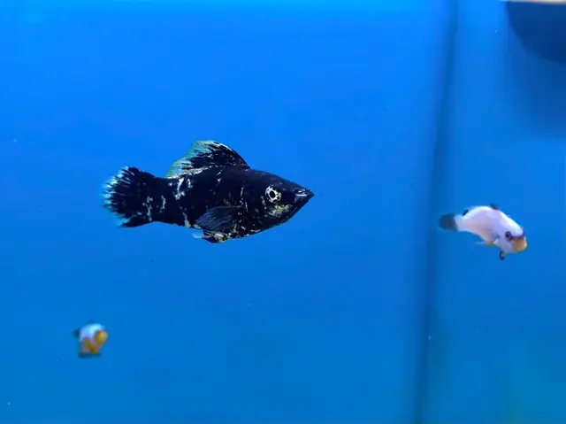 Cá Nước Mặn (cá Ở Biển): Khám Phá Thế Giới Đa Dạng Và Bí Ẩn Dưới Lòng Đại Dương