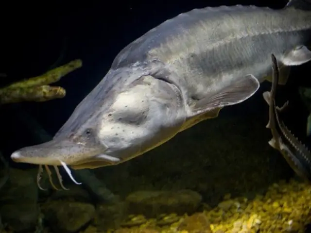 Cá Nước Ngọt Khổng Lồ