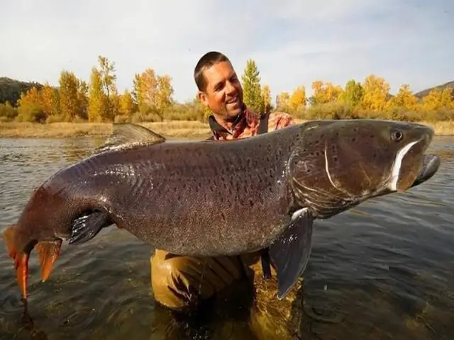 Cá Nước Ngọt Khổng Lồ