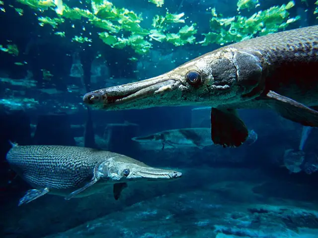 Cá Nước Ngọt Khổng Lồ