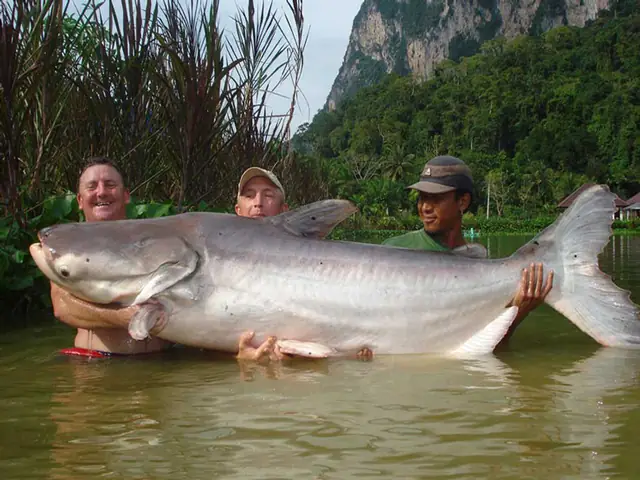 Cá Nước Ngọt Khổng Lồ