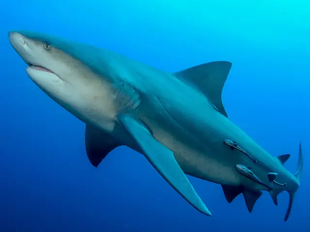 Cá Nước Ngọt Khổng Lồ