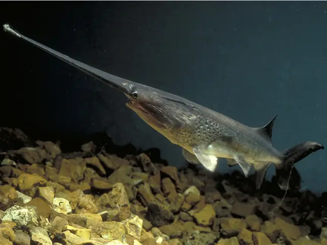 Cá Nước Ngọt Khổng Lồ