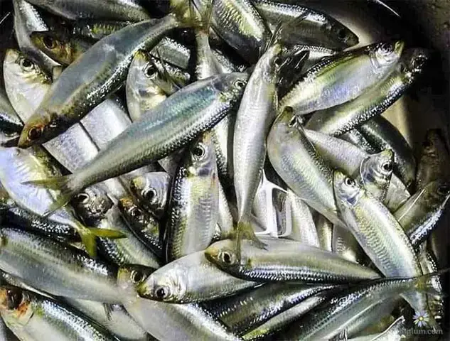 Cá Nước Ngọt Là Gì?