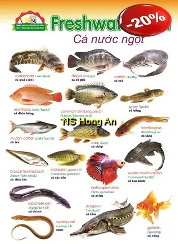 Cá Nước Ngọt Tiếng Anh: Complete Guide To Freshwater Fish (từ Vựng & Mô Tả)