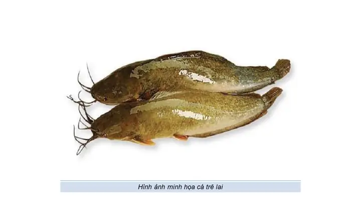 Top 8 Loài Cá Nuôi Trong Bể Xi Măng Dễ Nuôi, Mau Lớn Và Hiệu Quả ... Top 8 Loài Cá Nuôi Trong Bể Xi Măng Dễ Nuôi, Mau Lớn Và Hiệu Quả ...