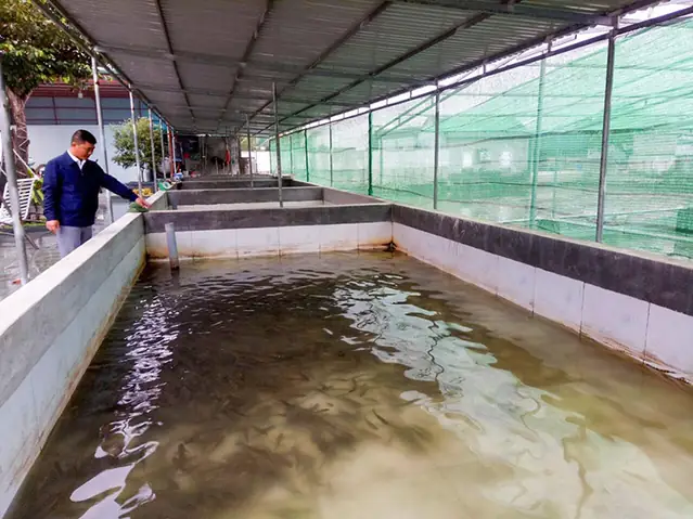 Kỹ Thuật Nuôi Cá Lóc Trong Bể Xi Măng – Tạp Chí Thủy Sản Việt Nam Kỹ Thuật Nuôi Cá Lóc Trong Bể Xi Măng – Tạp Chí Thủy Sản Việt Nam