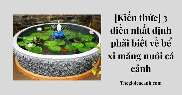 [kiến Thức] 3 Điều Nhất Định Phải Biết Về Bể Xi Măng Nuôi Cá Cảnh