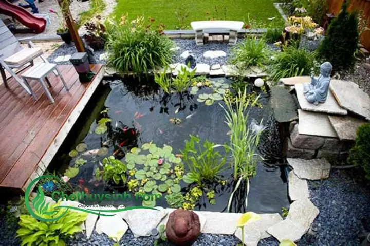 Top 12+ Các Loại Cá Cảnh Nuôi Ngoài Trời Phổ Biến