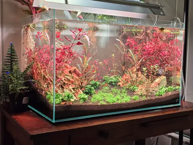 Cá Nuôi Trong Bể Xi Măng Bị Chết: Nguyên Nhân & Giải Pháp Toàn Diện