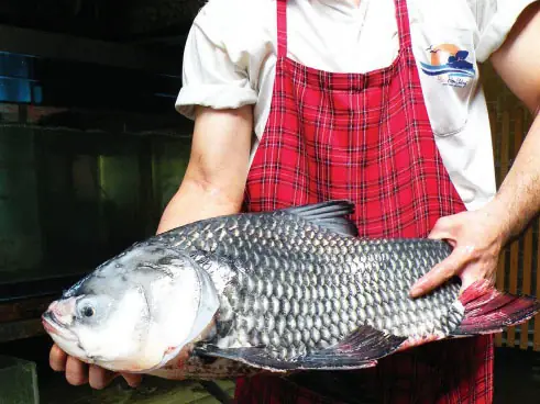 Dân Mê Nhậu: Cá Thần, Thủy Quái Cho Hết Vào Nồi