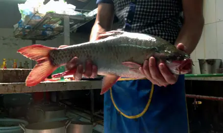 Cá Thần Thanh Hóa Bị Xẻ Thịt Ở Hà Nội