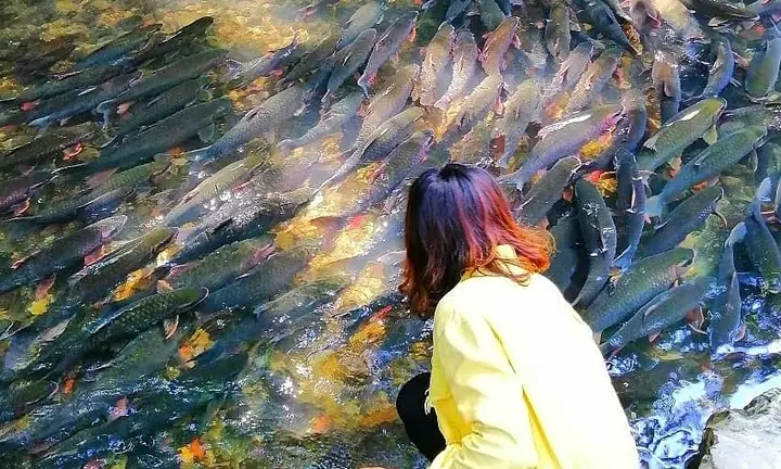 Suối Cá Thần Cẩm Lương - Nơi Có Nghìn Con Cá Không Ai Dám Bắt