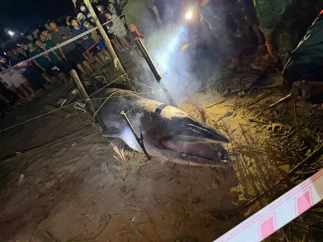 Cá Ông Dạt Vào Bờ Biển Là Điềm Tốt Hay Xấu? Ngư Dân 40 Năm Đưa Ra Giải Thích- Ảnh 2.