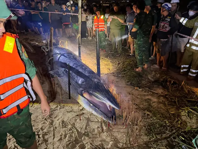 Cá Ông “lụy Bờ” – Điềm Thiêng Hay Cảnh Báo Thiên Nhiên?