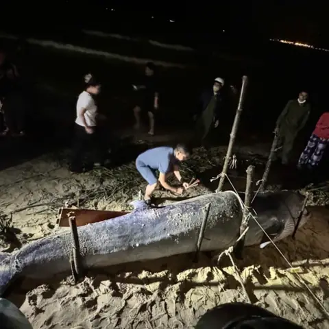 Cập Nhật: Phát Hiện Xác Cá Ông Dạt Vào Bờ Biển Miền Trung Ngày 29/10 Cập Nhật: Phát Hiện Xác Cá Ông Dạt Vào Bờ Biển Miền Trung Ngày 29/10