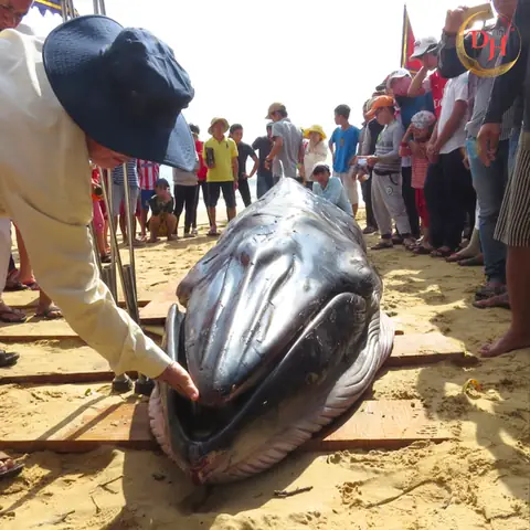 Cá Ông Là Cá Gì? Cá Ông Là Cá Gì?