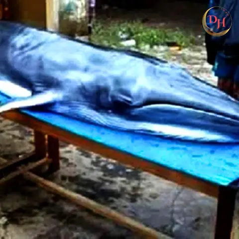 Nguồn Gốc Tục Thờ Cá Ông Ở Quảng Nam Nguồn Gốc Tục Thờ Cá Ông Ở Quảng Nam