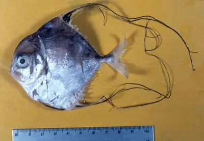 Cá Ông Lão Mõm Ngắn - Alectis Ciliaris