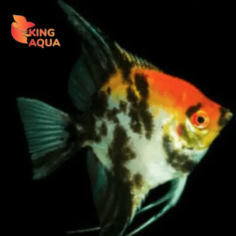 Cá Thần Tiên Koi 3 Màu (4-5cm)