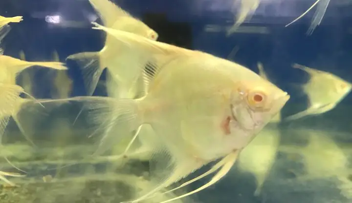 Cá Ông Tiên Albino: Sinh Vật Thần Thoại Dưới Đáy Nước Và Bí Ẩn Về Màu Trắng Tinh Khiết