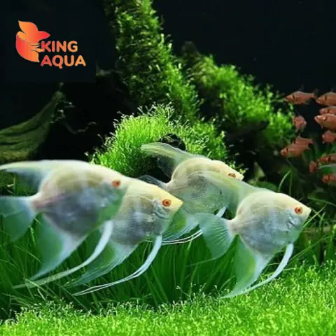 Cá Thần Tiên Trắng Mắt Đỏ - Vẻ Đẹp Lấp Lánh Trong Bể Thủy Sinh