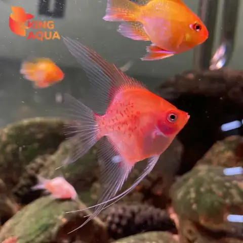 Cách Bảo Quản & Vận Chuyển