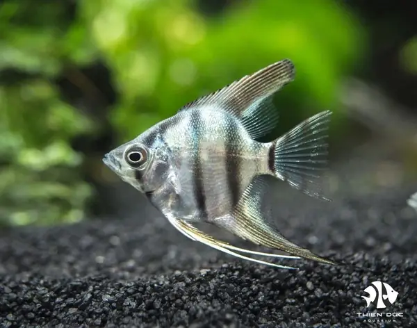 Cá Ông Tiên Xanh - Angels Blue Fish - Shop Cá Cảnh Thiên Đức