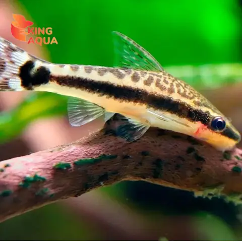 Cá Otto Hà Nội: Hướng Dẫn Toàn Diện Về Loài Cá Dọn Bể Hoàn Hảo Cho Bể Thủy Sinh