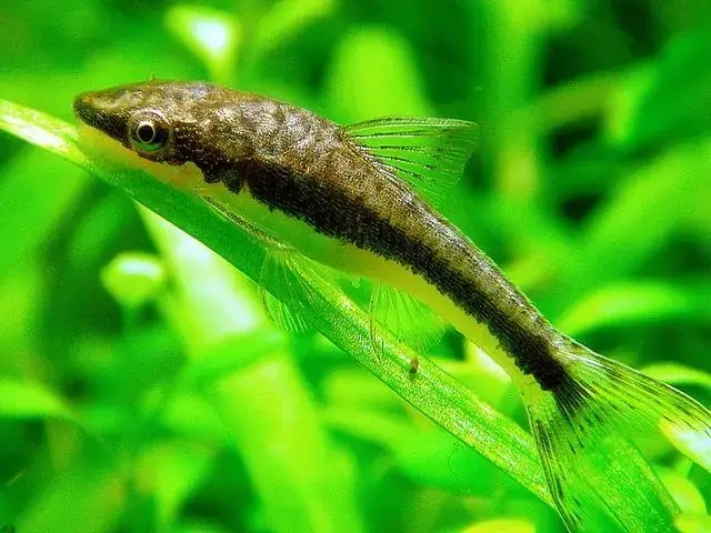 Kinh Nghiệm Chọn Mua Cá Otto Khỏe Mạnh Và Chăm Sóc Đúng Cách