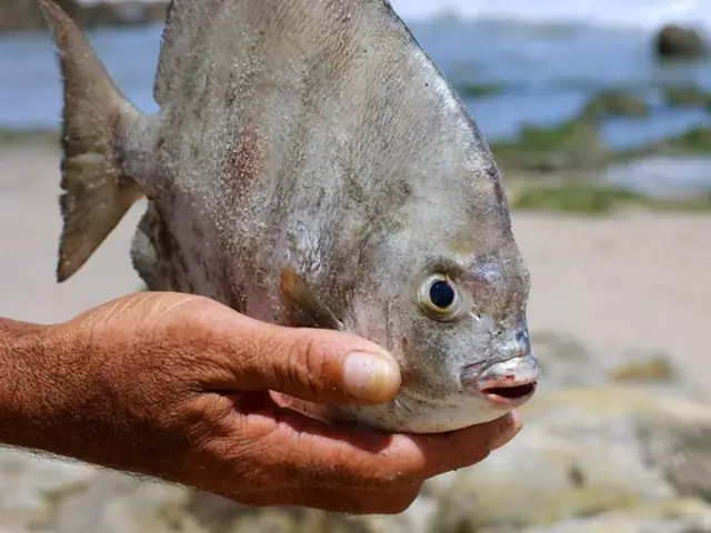Cá Pacu Ăn Tinh Hoàn