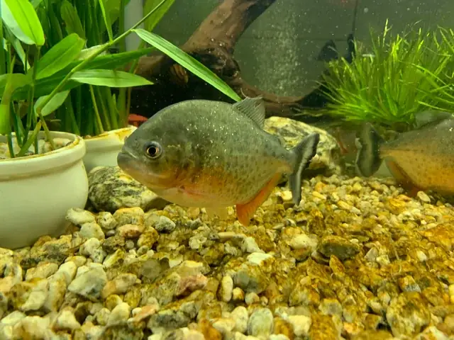 Cá Pacu Bụng Đỏ: Loài Cá Gia Đình Và Cách Nuôi Trong Bể Cá